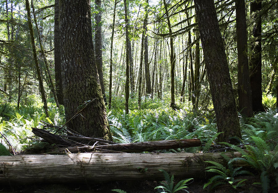 Forset floor with fallen trees and ferns. Photograph by Ryan McVay