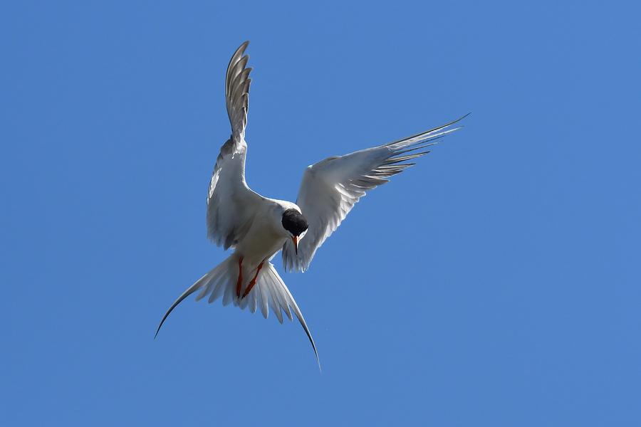 Forsters Tern 1 Photograph By David Thompson Fine Art America 4215