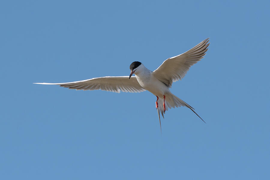 Forsters Tern Photograph By Candice Lowther Fine Art America 1438