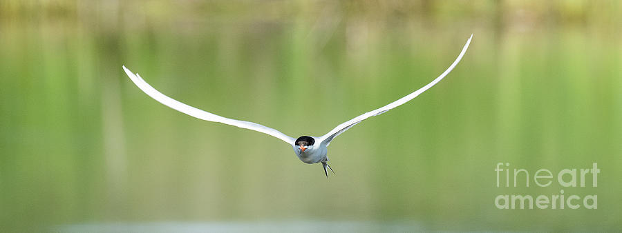 Forsters Tern Gone Fishing Photograph by Dennis Hammer