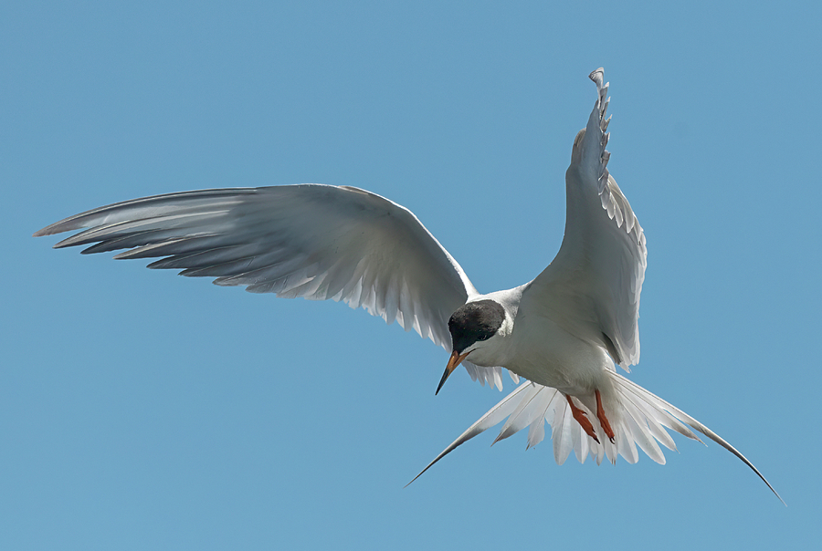 Forsters Tern Hovering Photograph By Loree Johnson Fine Art America 4592