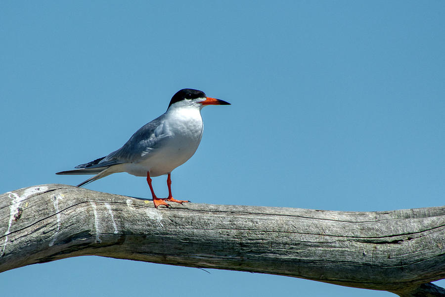 Forsters Tern Photograph By Kevin Weed Pixels 5629