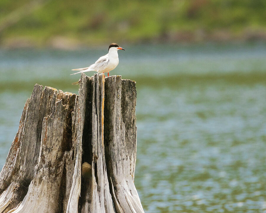 Forsters Tern On Stump Photograph By Mike Lee Pixels 1995