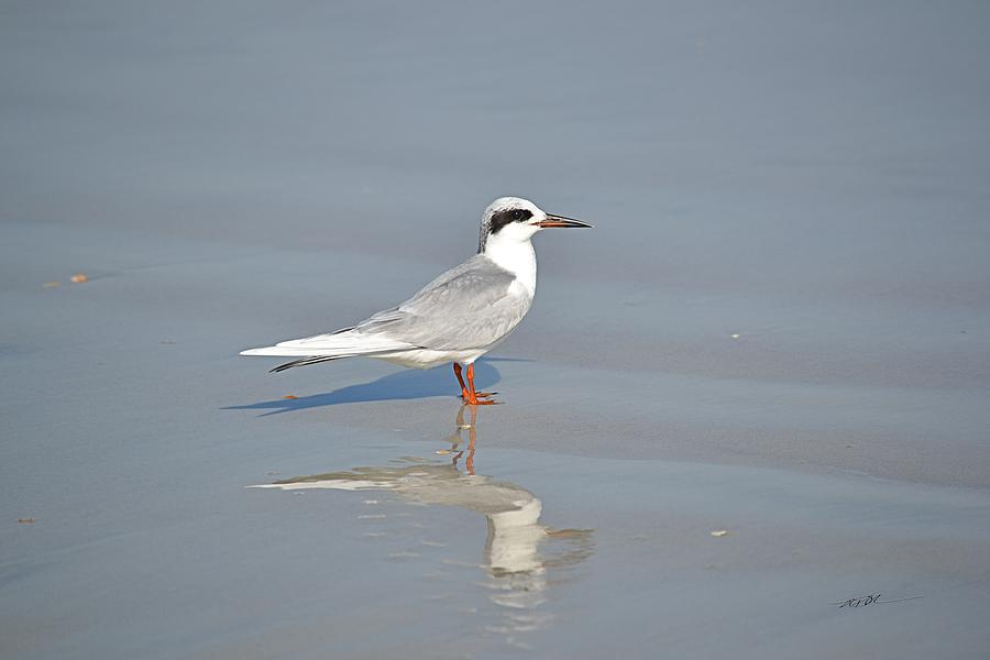 Forsters Tern Photograph By Rd Erickson Pixels 7062