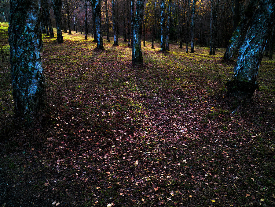 Forstliches Arboretum Liliental Photograph by Ioannis Konstas