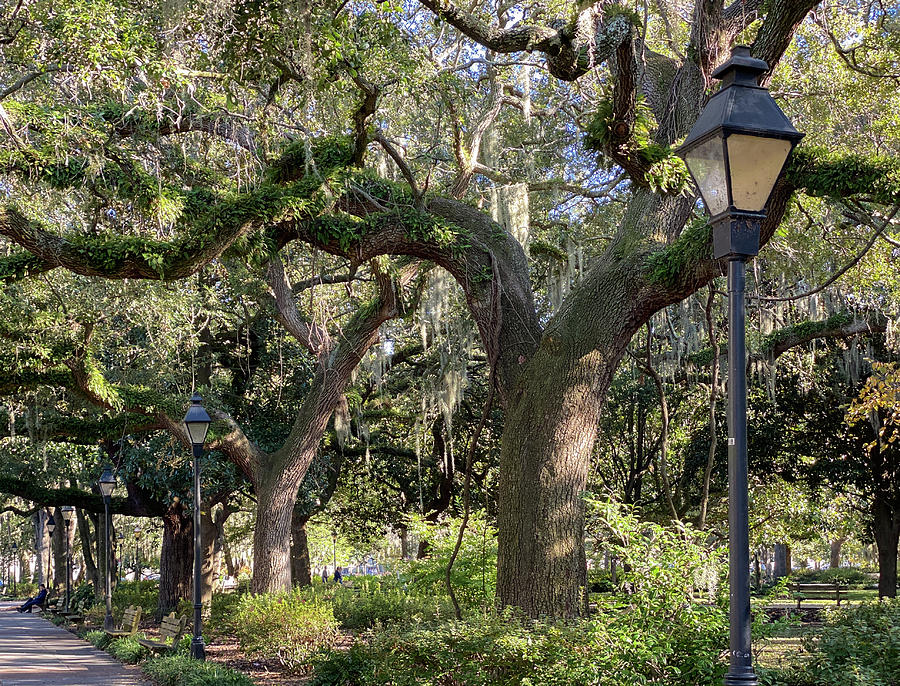 Forsyth Park Oak Trees, Savannah, Georgia Photograph by Dawna Moore Photography