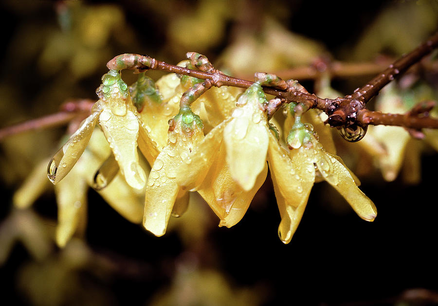 Golden Forsythia Photograph by Steven Nelson
