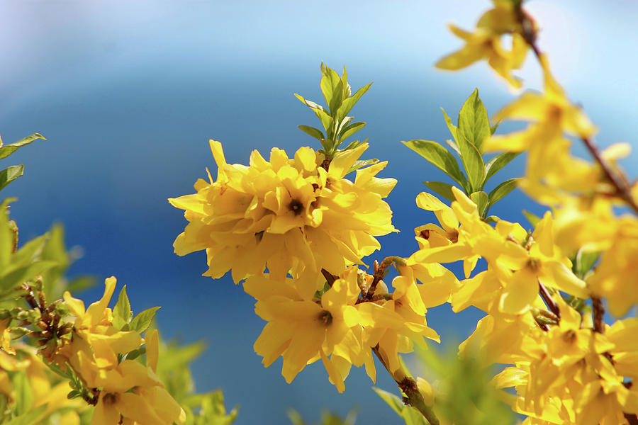 Forsythia and Blue Skies Photograph by Robert Banach