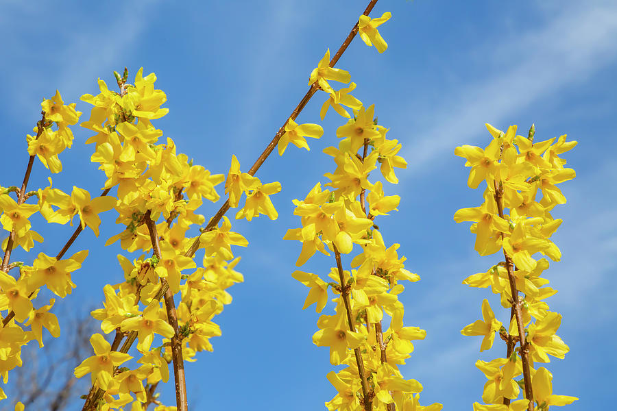 Forsythia Blooms Photograph by Cate Franklyn
