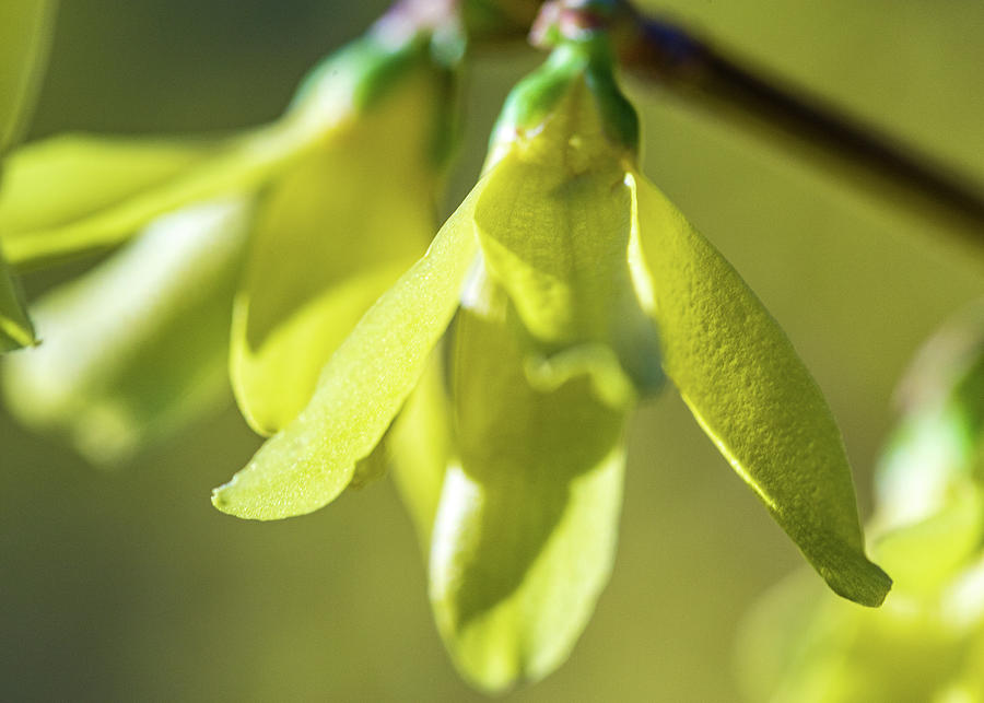 Forsythia Close Up Photograph by Amelia Pearn