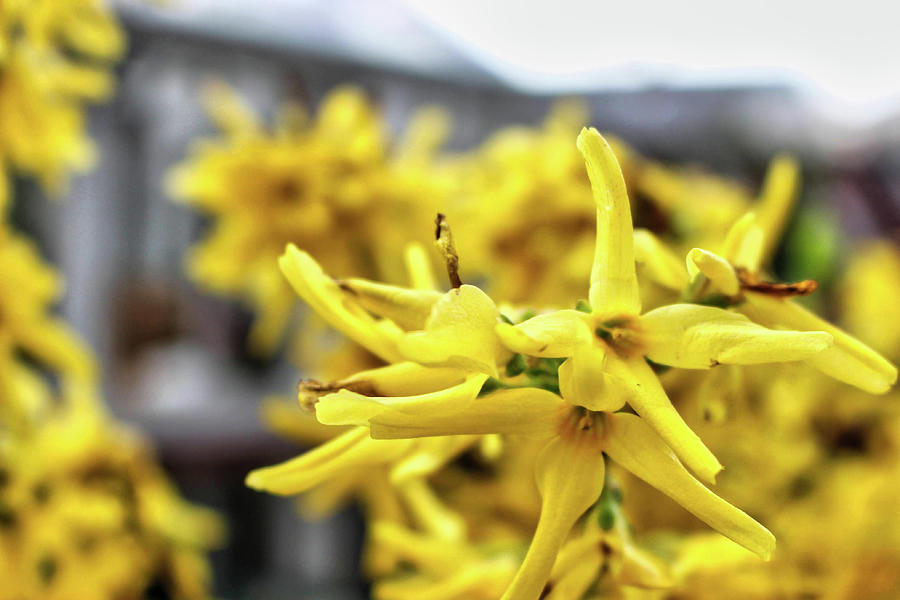 Forsythia Detail - Spring 2022 Photograph by Christopher Lotito
