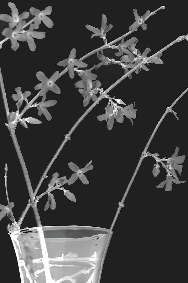 Forsythia in Black and White Inverse Photograph by Ira Marcus
