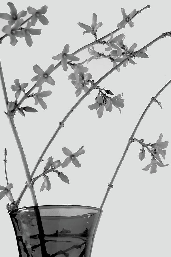 Forsythia in Black and White Photograph by Ira Marcus