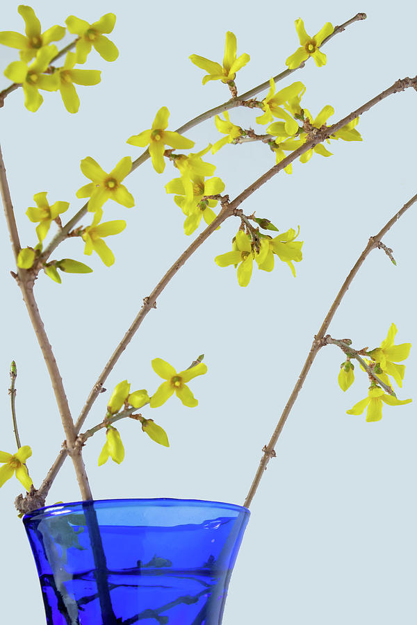 Forsythia in Blue Vase I I  Photograph by Ira Marcus