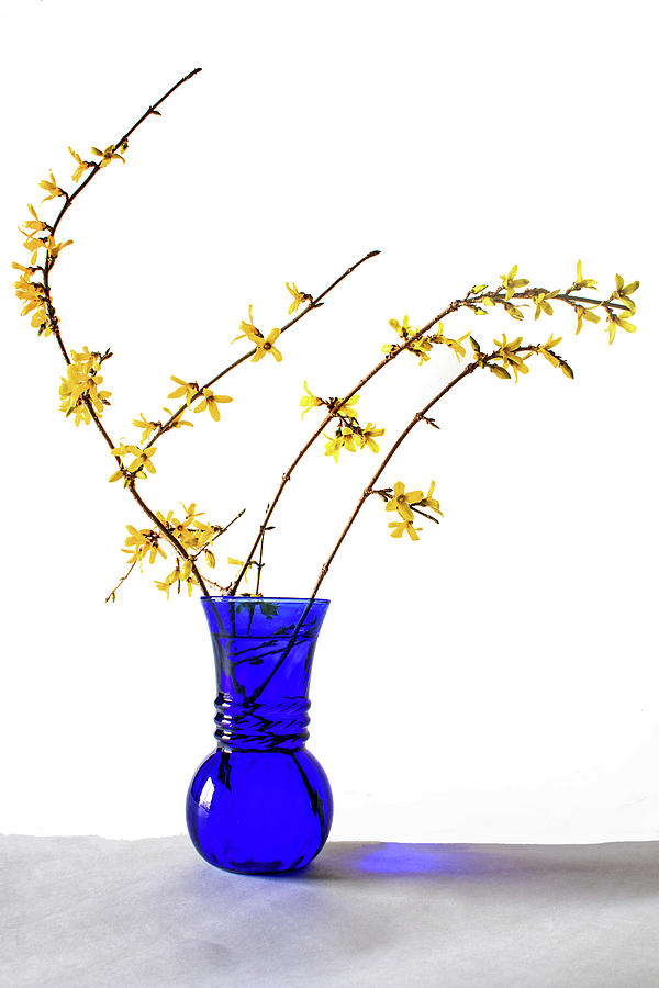 Forsythia in Blue Vase Photograph by Ira Marcus