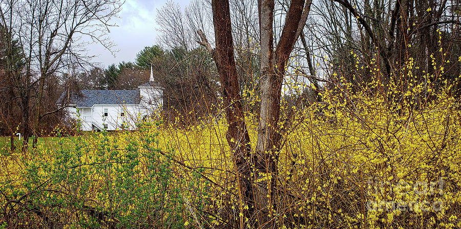 Forsythia  Photograph by Mary Capriole