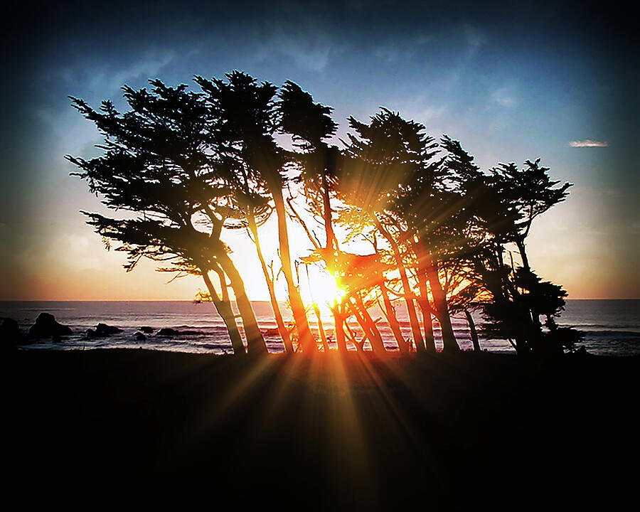 Sunset Photograph - Fort Bragg Sunset in the Trees by William Havle