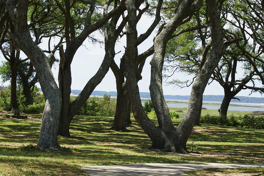 Fort Fisher Gnarly Oaks Photograph by Heather E Harman