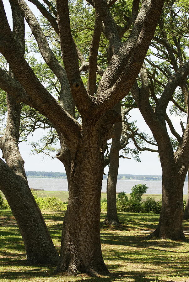 Fort Fisher Oak Photograph by Heather E Harman