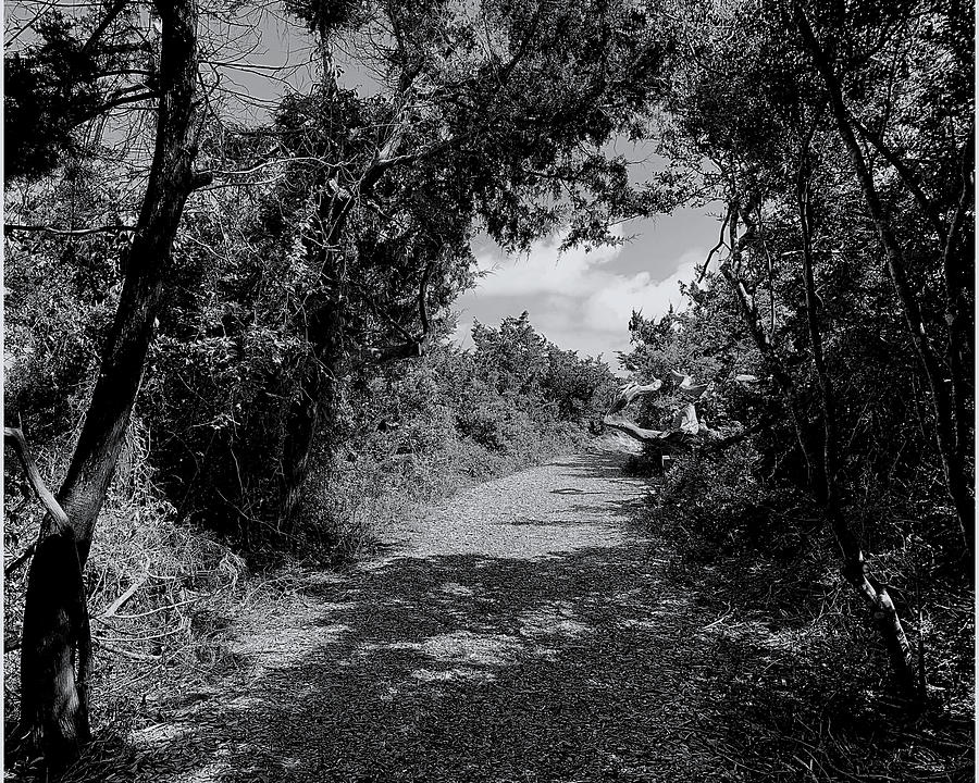 Fort Macon Trail BW Photograph by Lee Darnell