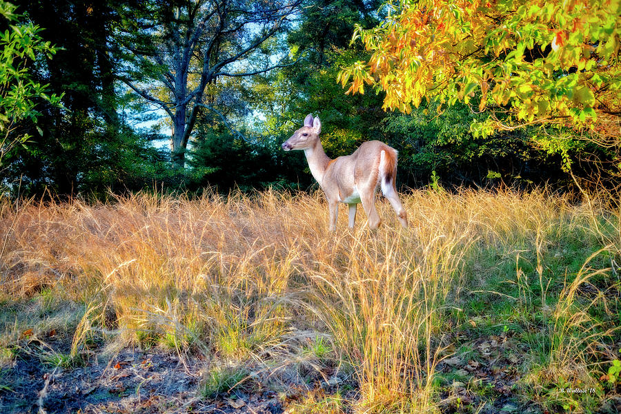 Fort Smallwood Deer Photograph by Brian Wallace