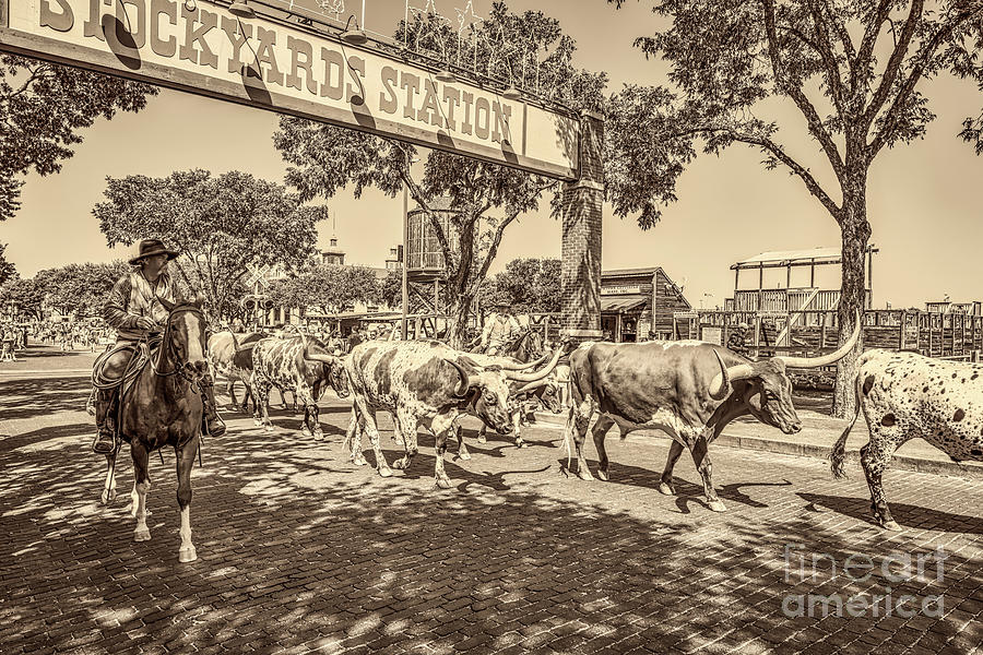 Fort Worth Cattle Drive Antique Photograph by Bee Creek Photography - Tod and Cynthia