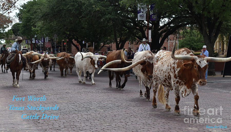 Fort Worth Cattle Drive Photograph by Roberta Byram