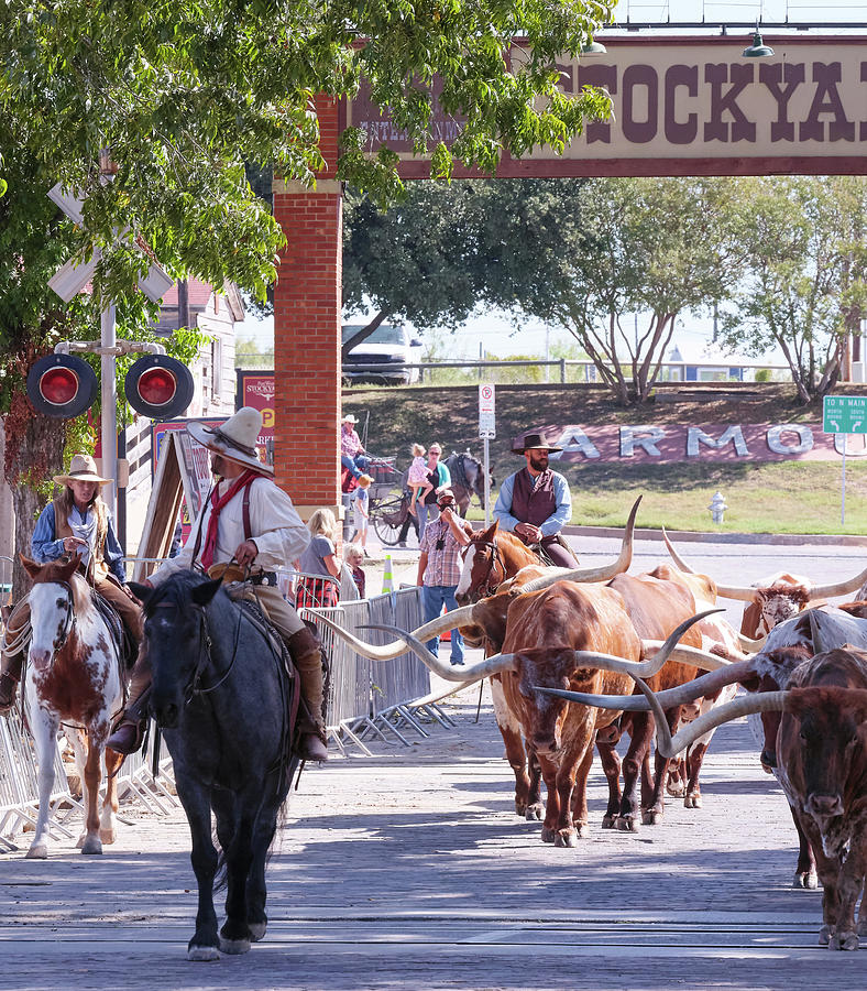 Fort Worth Cattle Drive V2 101320 Photograph by Rospotte Photography ...