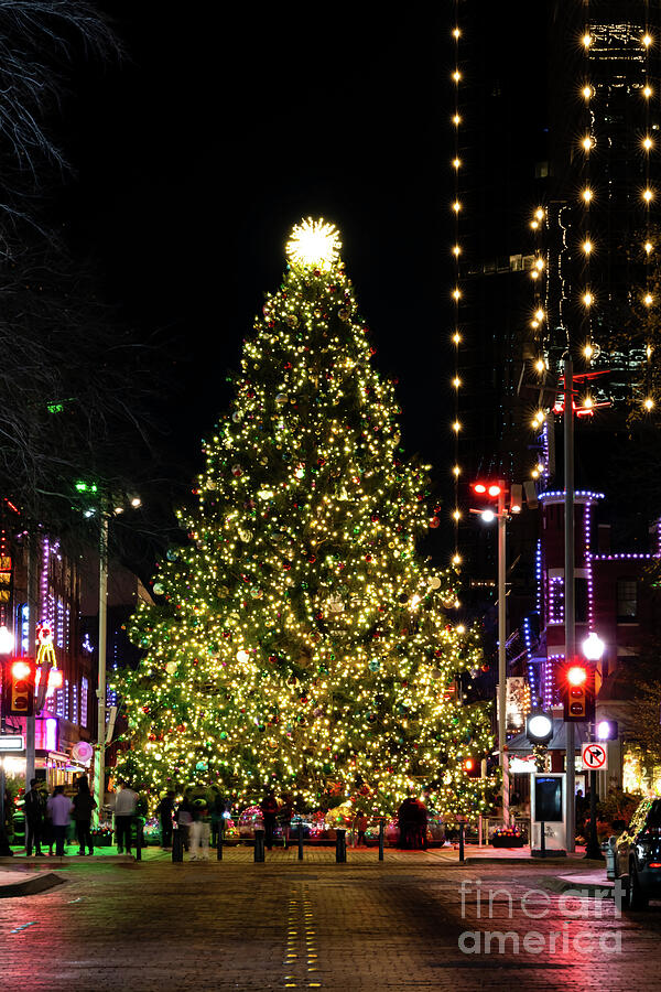 Fort Worth Christmas Tree  Photograph by Bee Creek Photography - Tod and Cynthia