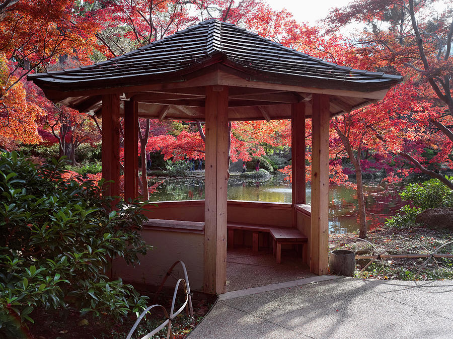 Fort Worth Japanese Gardens Ambers V2 1119 by Rospotte Photography Fort Worth Japanese Gardens Ambers V2 1119 by Rospotte Photography