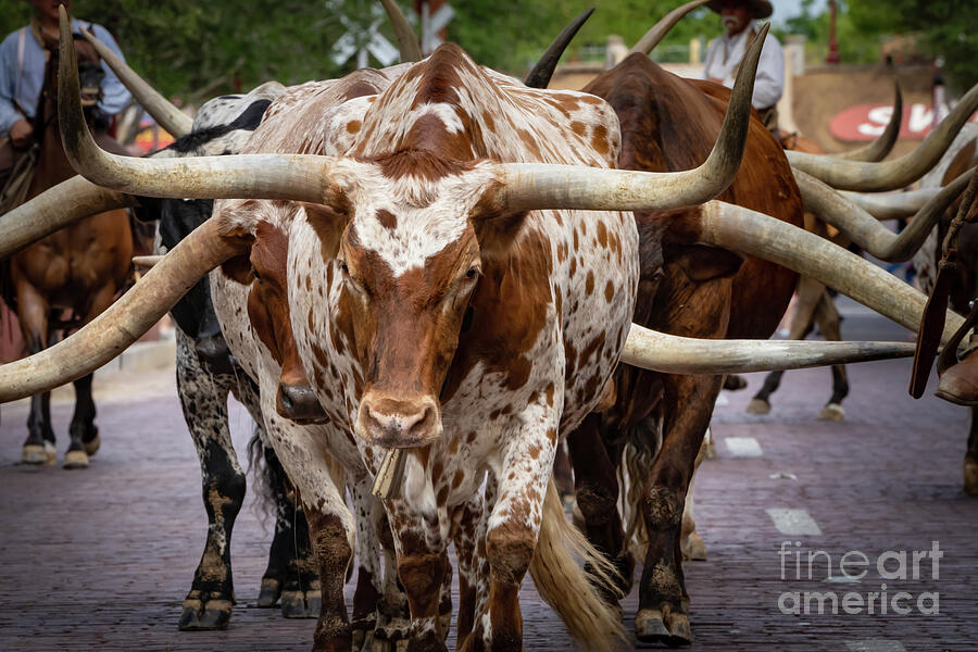 Fort Worth Photograph - Fort Worth Longhorn Cattle Drive 2 by Bee Creek Photography - Tod and Cynthia