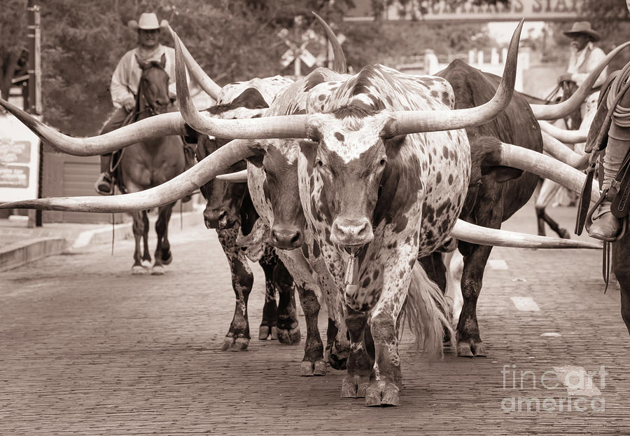 Fort Worth Stock Yards Cattle Drive Sepia Photograph by Bee Creek Photography - Tod and Cynthia