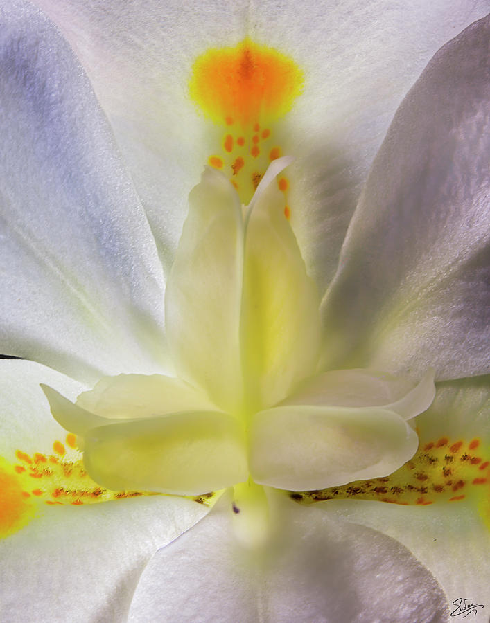 Fortnight Lily Closeup Photograph by Endre Balogh