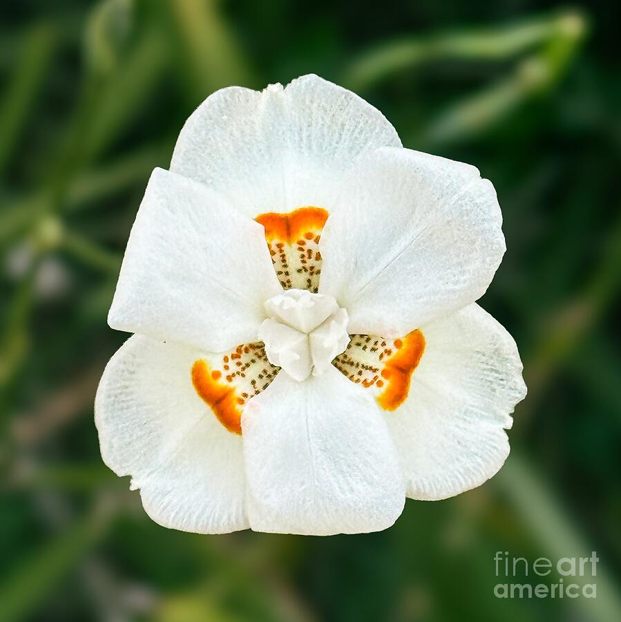 White Flower with Orange Accents Photograph - Fortnight Lily in Full Bloom by Leslie Brashear
