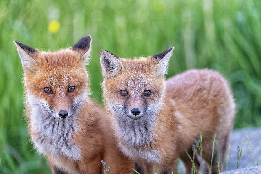 Fox Photograph by Bob Doucette