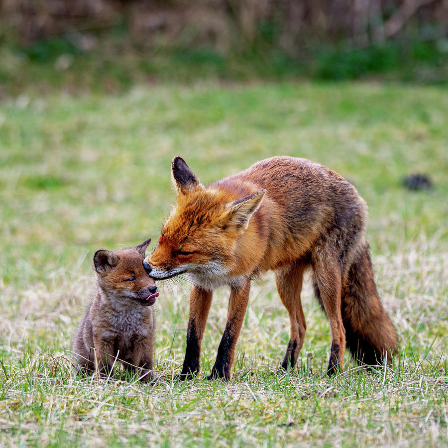 Fos with cub Photograph by Abe Maaijen | Fine Art America