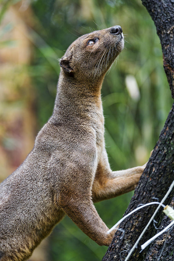 Fossa climbing on tree Photograph by Picture by Tambako the Jaguar