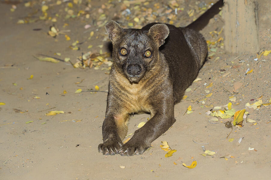Fossa Photograph by Gabrielle Therin-Weise