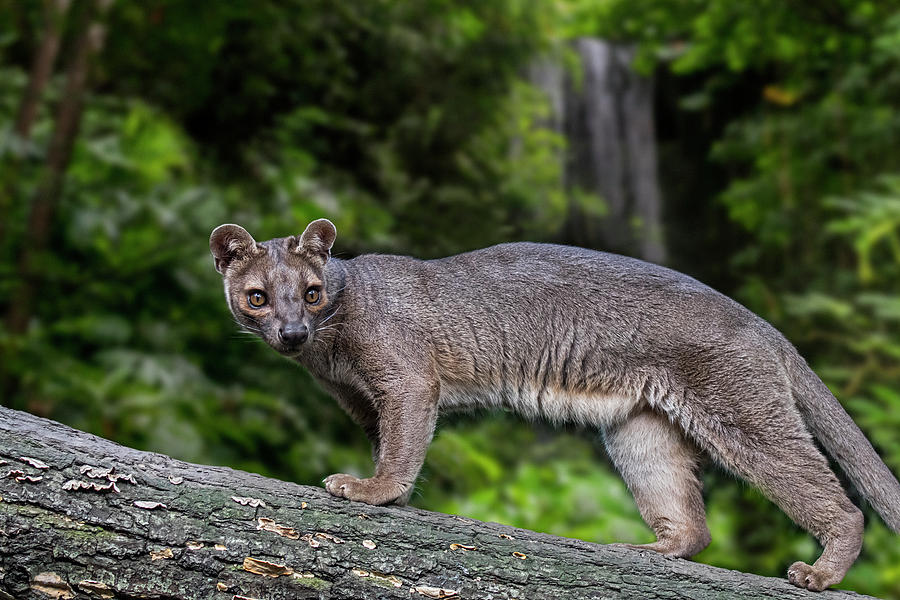 Fossa in Forest Photograph by Arterra Picture Library