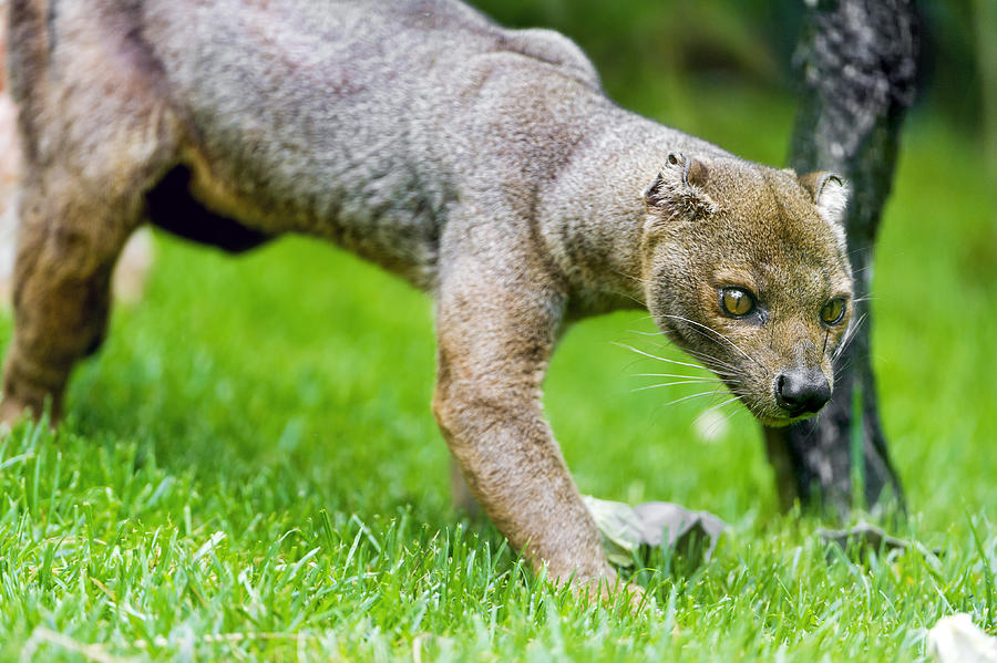 Fossa walking in the grass Photograph by Picture by Tambako the Jaguar