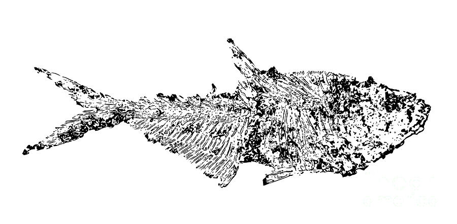 Fossil Fish Illustration Digital Art by Pete Klinger