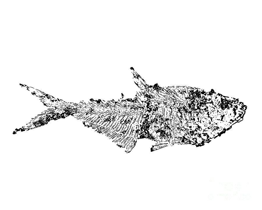 Fossil Fish Outline Black and White Digital Art by Pete Klinger