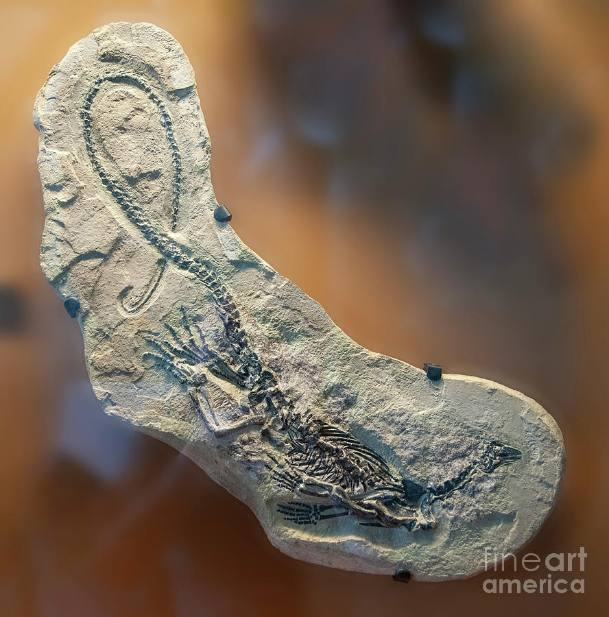 Fossil of Claudiosaurus germaini l1 Photograph by Ilan Rosen