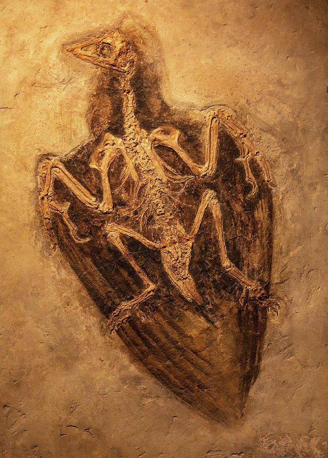 Fossil Primitive Bird Photograph by Garry Gay