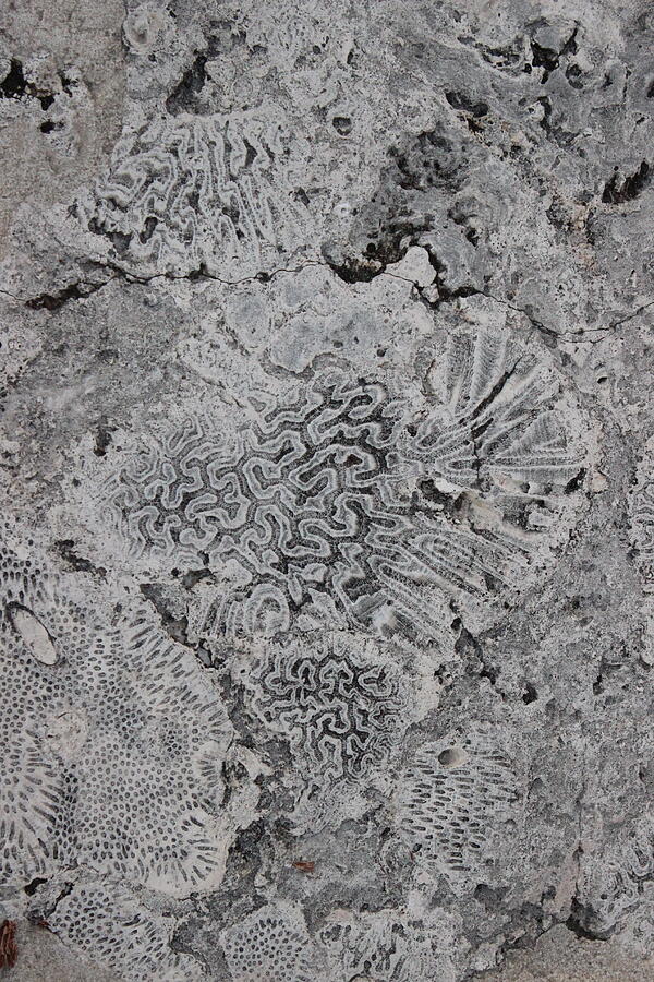 Fossil Stones Photograph by Gayle Miller - Fine Art America