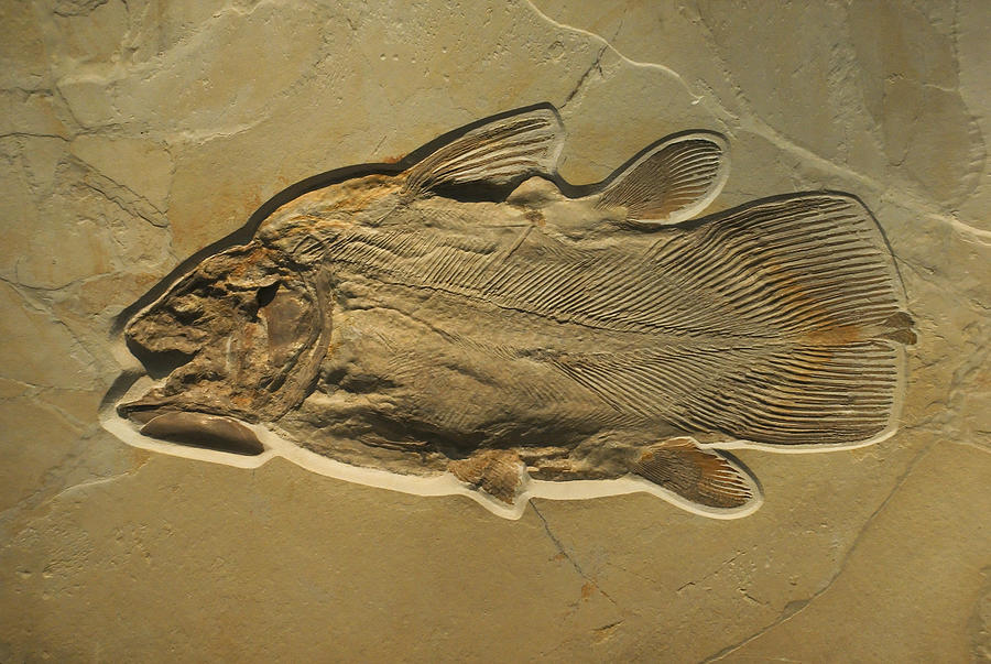 Fossilised Fish Photograph by April30