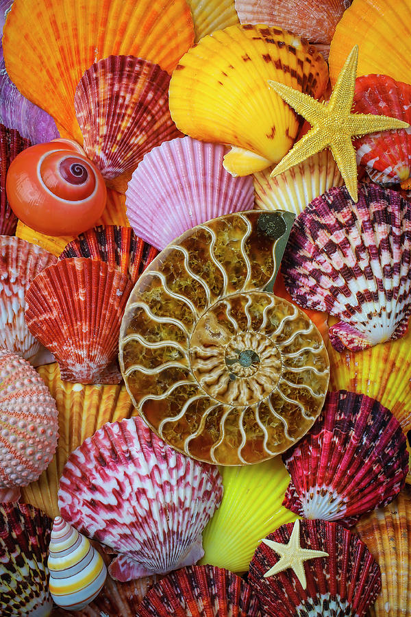 Colorful Piles Of Seashells Photograph by Garry Gay - Pixels