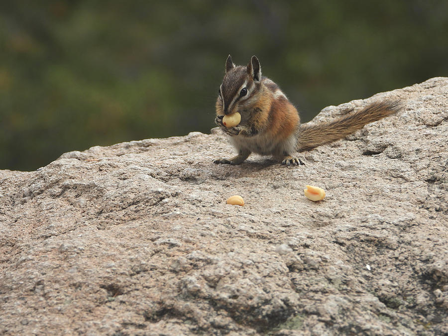 Chipmunk Photograph - Found A Peanut by Living Color Photography Lorraine Lynch