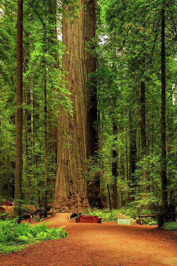 Founders Tree In The Redwoods Photograph