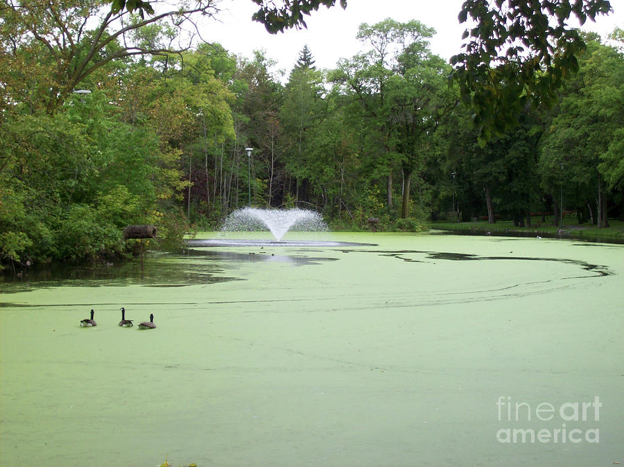 Fountain And Ducks Photograph